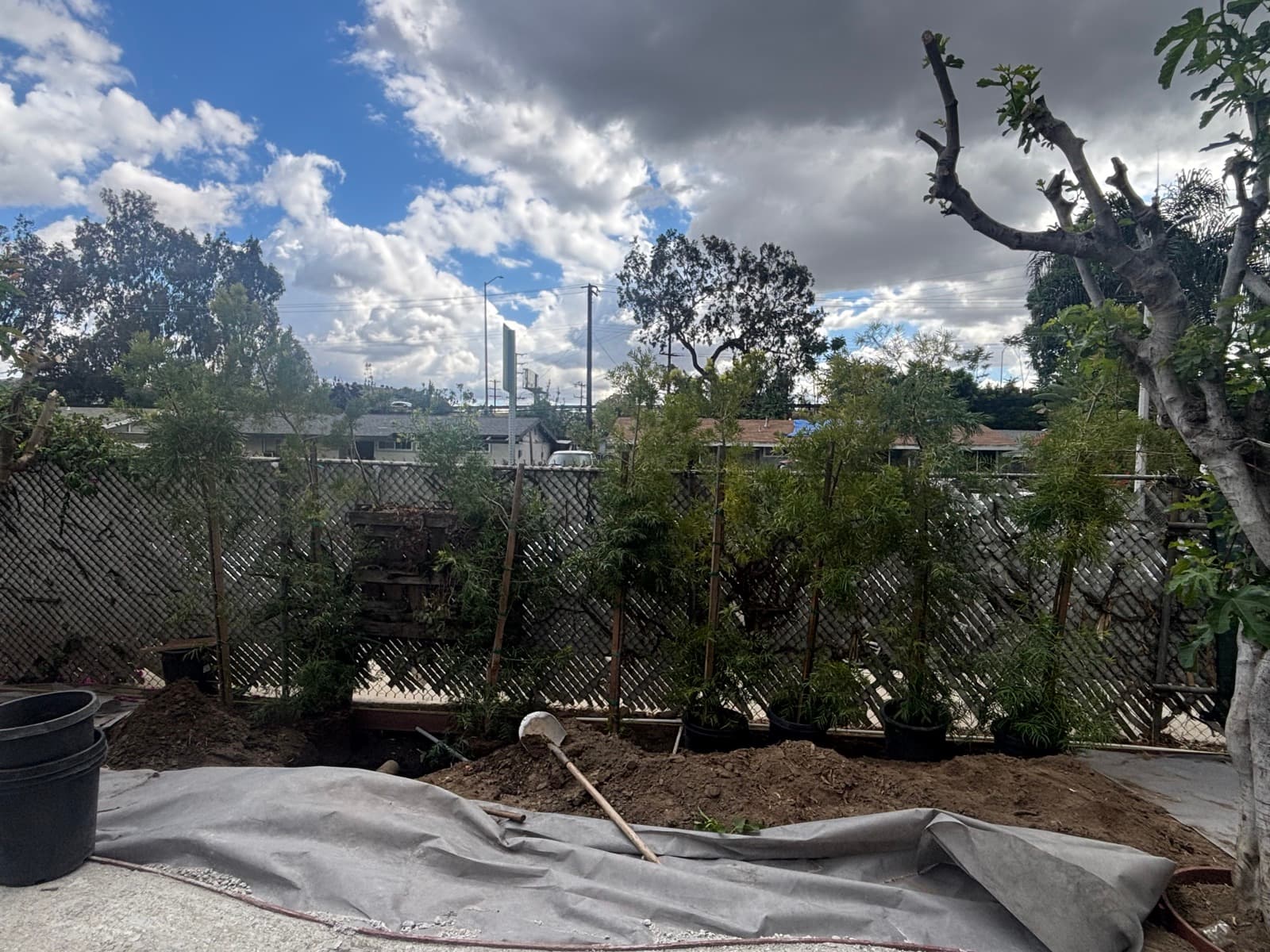 Front yard landscape transformation