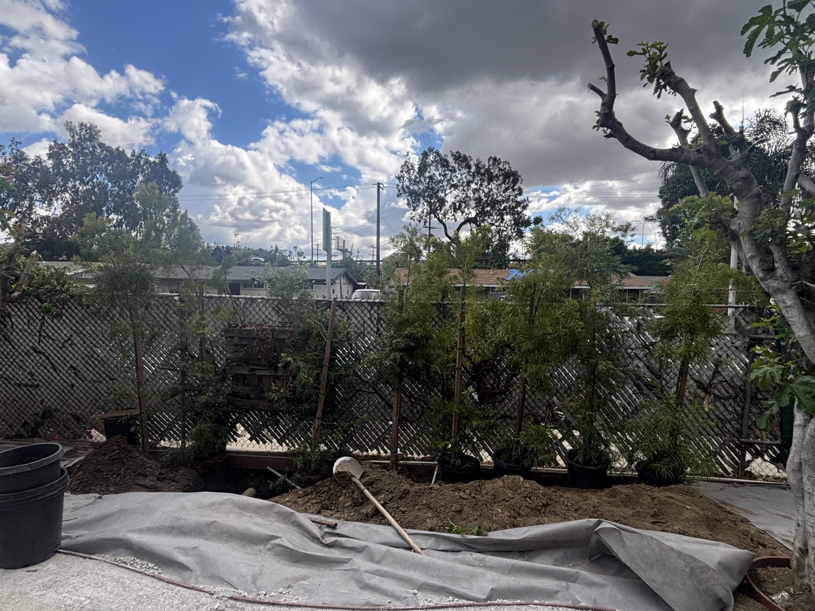 Front yard landscape transformation